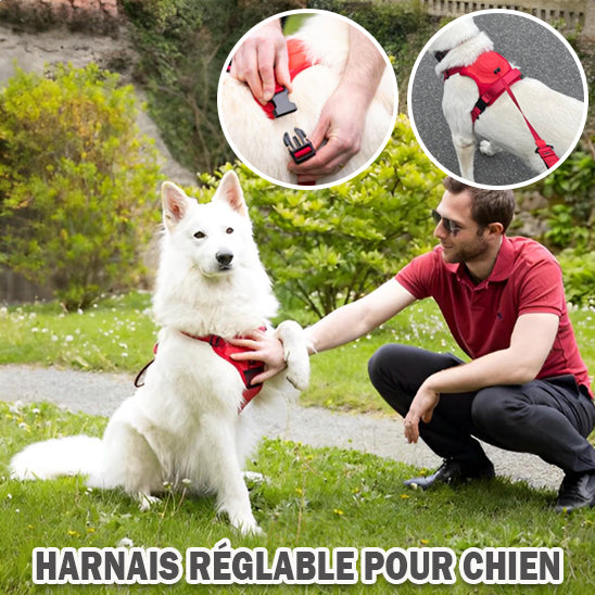 harnais-chien-couleurs-rouge