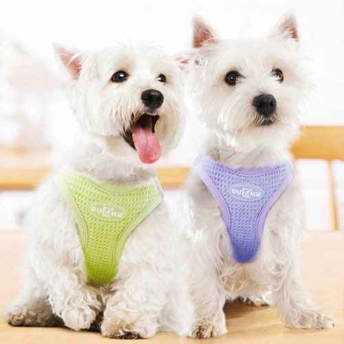 harnais chien vert violet deux canins blanc assis