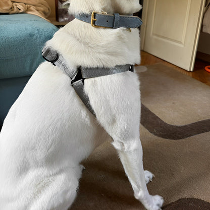 harnais-chien-en-y-avec-collier-canin-blanc-assis