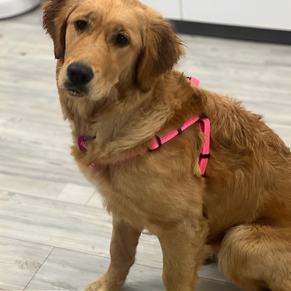 harnais-chien-en-y-rose-canin-brun-assis