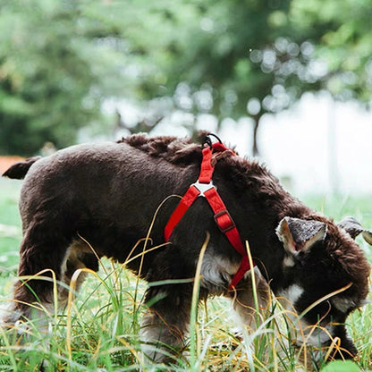harnais-chien-en-y-rouge-canin-noir-et-blanc-dans-un-champs
