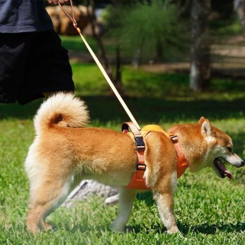 harnais chien shiba inu laisse maitre promenade