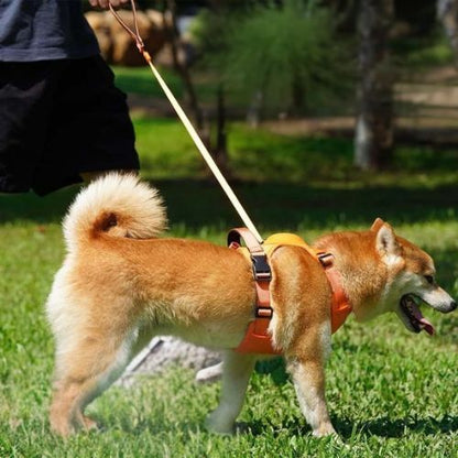 harnais chien shiba inu laisse maitre promenade