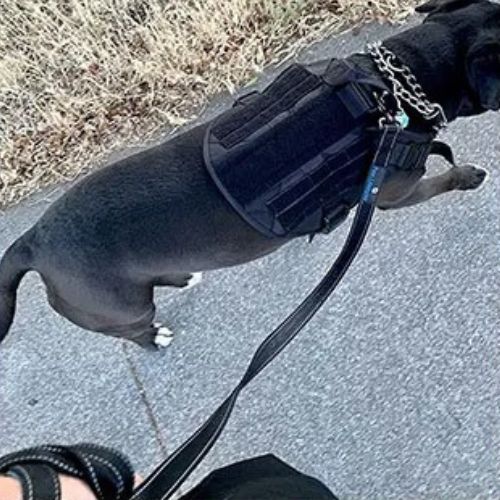 harnais chien noir labrador noir maitre promenade