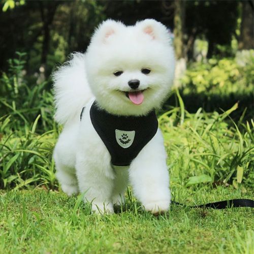 harnais chien noir bichon blanc langue sortie