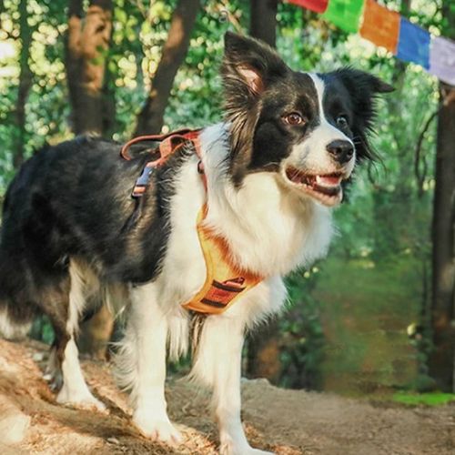 harnais chien orange canin noir blanc lac arbres