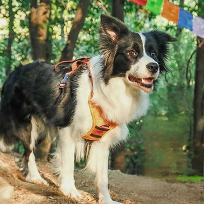 harnais chien orange canin noir blanc lac arbres