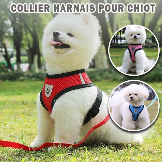 harnais-chien-petit-rouges