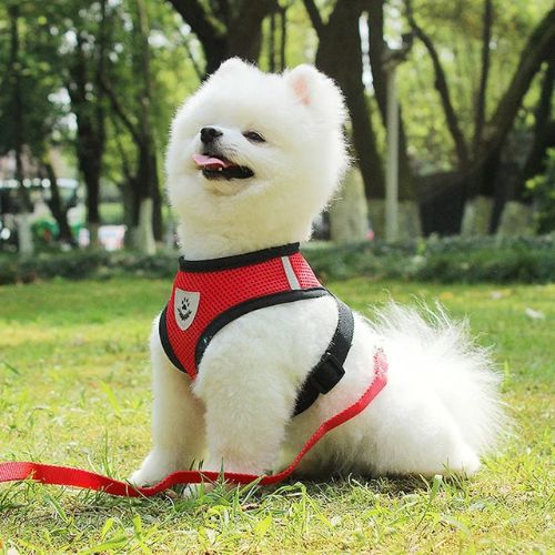 harnais chien rouge bichon blanc assis pelouse
