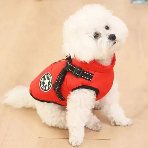 harnais chien rouge bichon blanc assis plancher bois