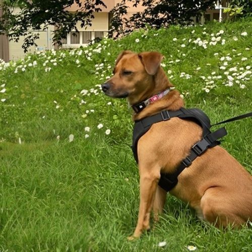 harnais chien canin brun grande taille pelouse fleurs blanches