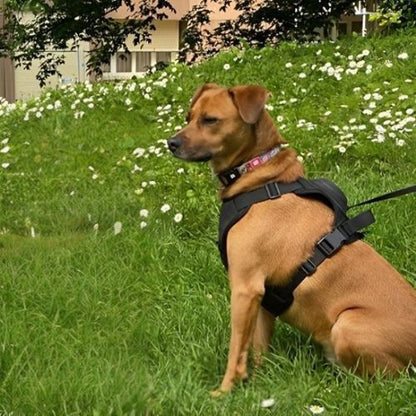 harnais chien canin brun grande taille pelouse fleurs blanches