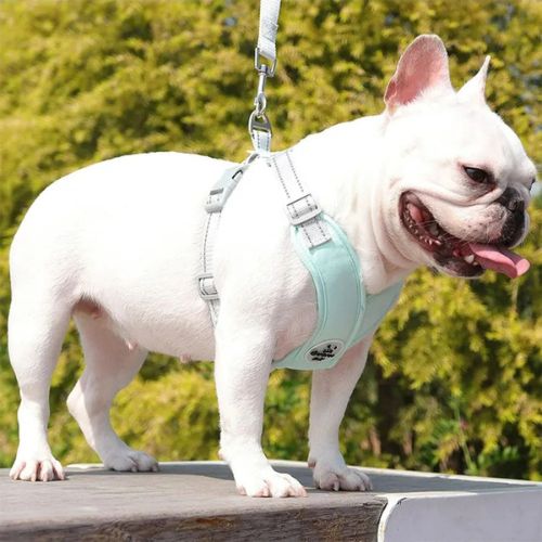 harnais chien vert forme x bouledogue français laisse