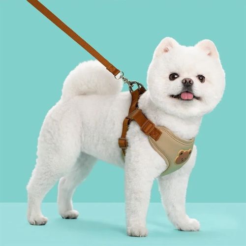 harnais chien y beige bichon blanc en laisse