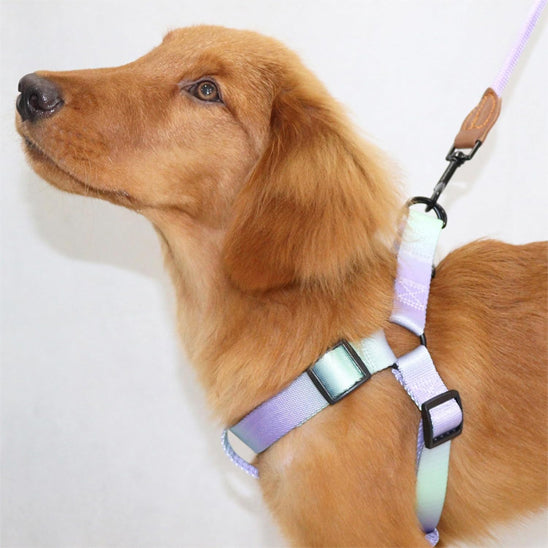 harnais en y chien violet bleu pale golden brun
