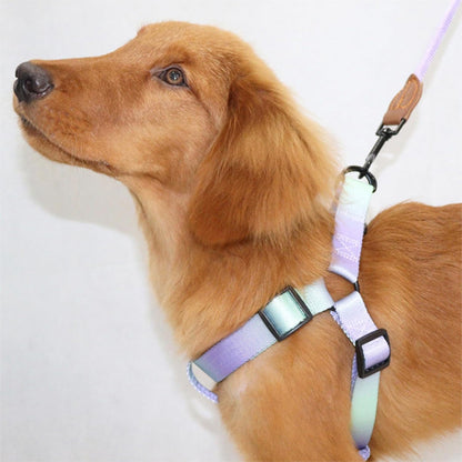 harnais en y chien violet bleu pale golden brun