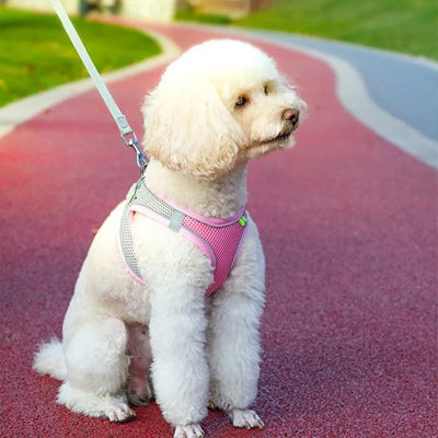 harnais petit chien rose bichon blanc en laisse