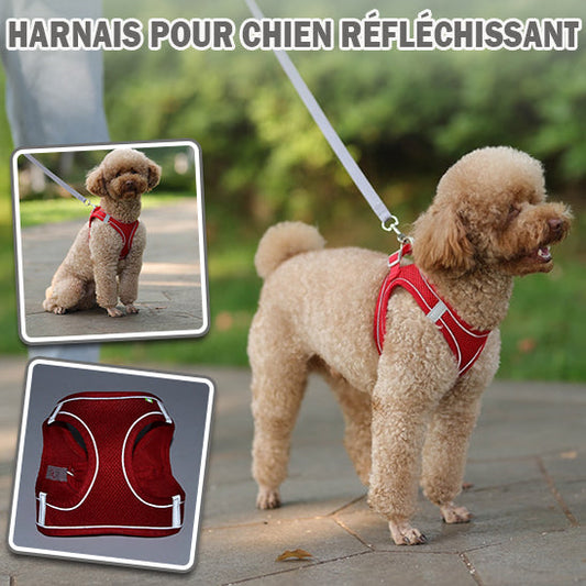 harnais-petit-chien-rouges