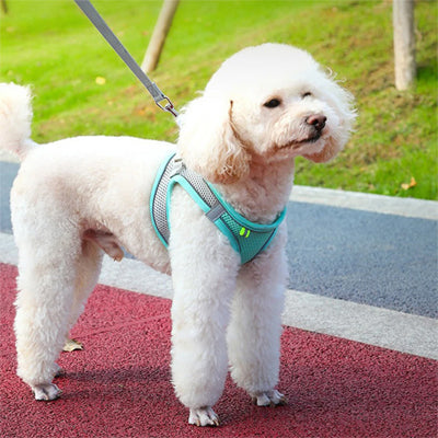 harnais petit chien turquoise bichon blanc laisse promenade