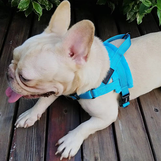harnais pour chien bouledogue français blanc couché
