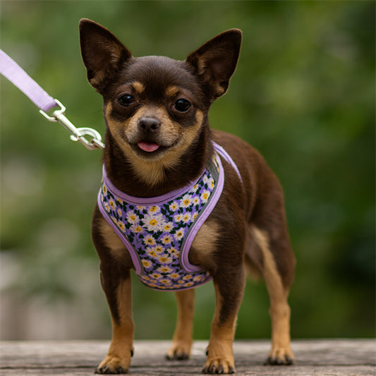 harnais pour petit chien motif fleurs blanches chihuahua promenade