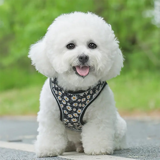 harnais pour petit chien noir motif fleurs blanches bichon blanc