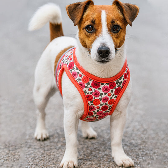 harnais pour petit chien rouge motif fleurs roses rouges jack russel