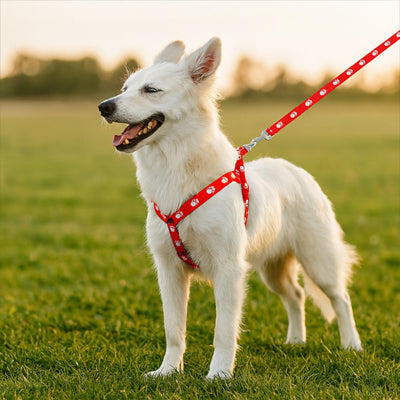 harnais y chien rouge canin blanc de taille moyenne dans un champs