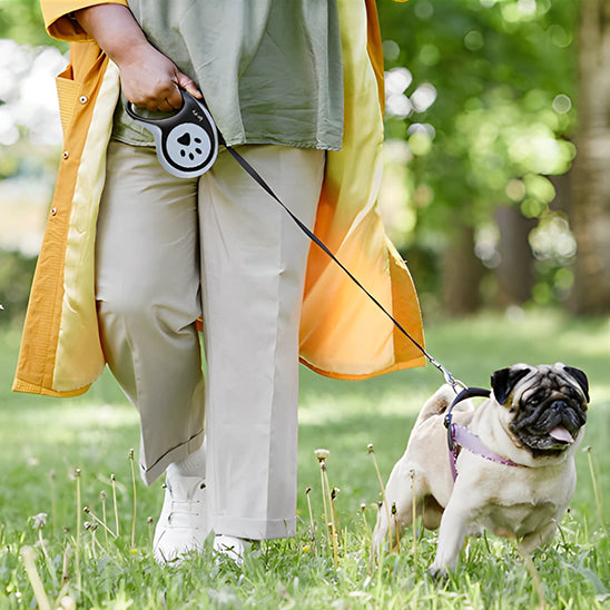 laisse a enrouleur pour chien carlin maitre balade 