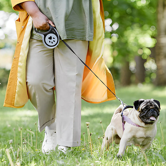 laisse a enrouleur pour chien carlin maitre balade 