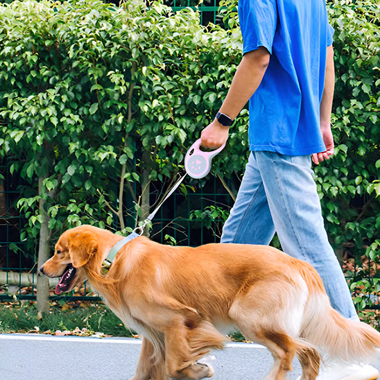laisse a enrouleur pour chien rose golden maitre arbres