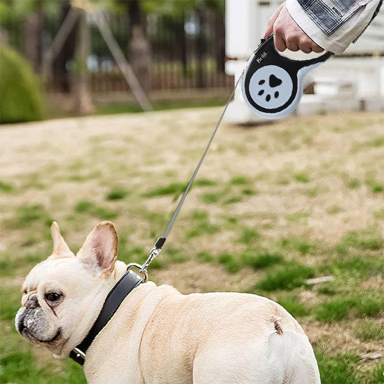 laisse a enrouleur pour chien bouledogue francais maitre