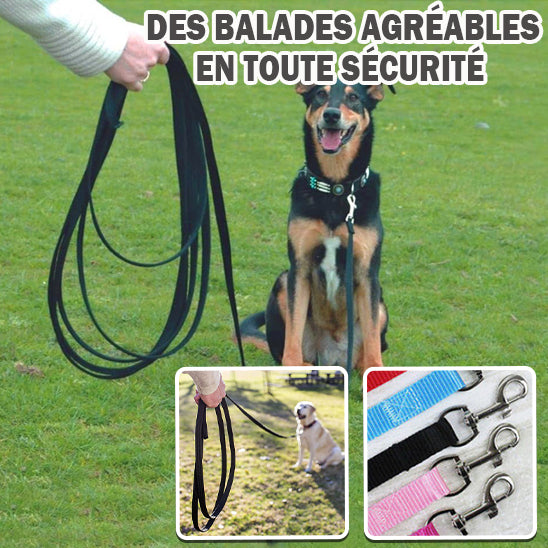 laisse-chien-balades