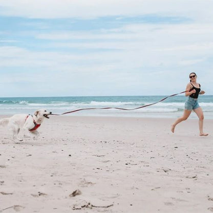 laisse-chien-longue-noir-canin-qui-court-librement