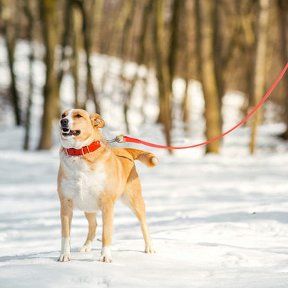 laisse-chien-canin-qui-marche-sur-la-neige-dans-un-bois