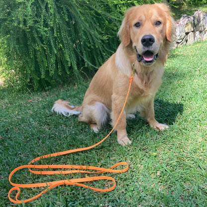 laisse-chien-golden-assis-sur-la-pelouse