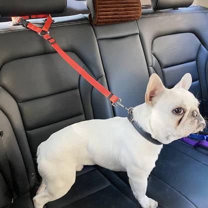 laisse-chien-promenade-en-voiture
