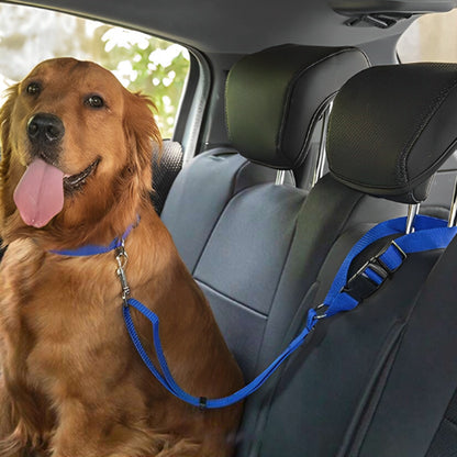 laisse-chien-voiture-bleu