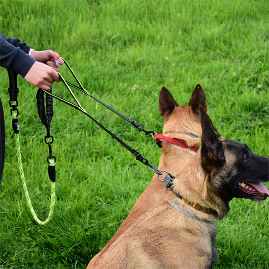 laisse double pour chien deux bergers allemands