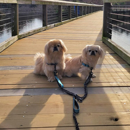 laisse double pour chien deux petits canins assis sur pont