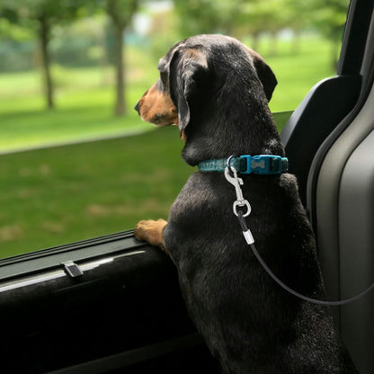 laisse-pour-chien-canin-qui-regarde-par-la-vitre-voiture