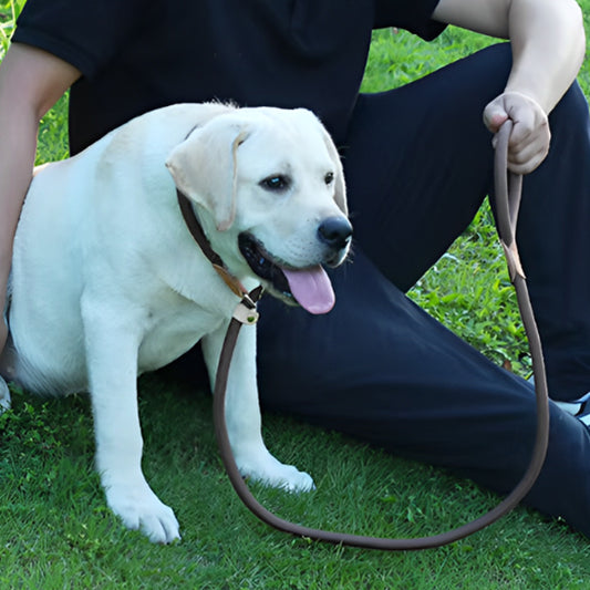 laisse pour chien couleur brun labrador blanc avec maitre