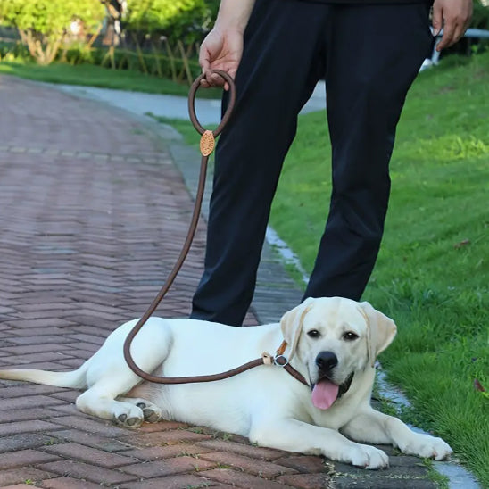 laisse pour chien corde labrador blanc avec maitre