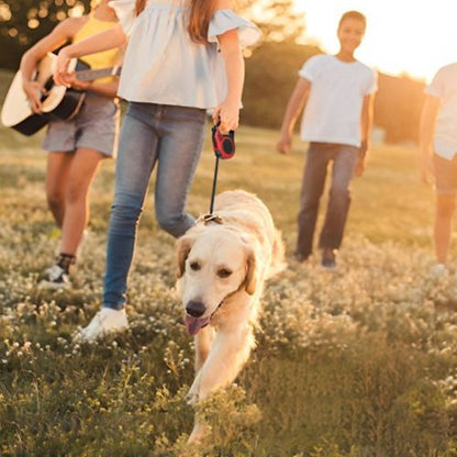 laisse pour chien promenade famille champs