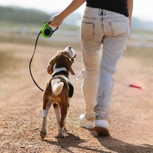 laisse pour chien vert canin brun blanc noir maitre