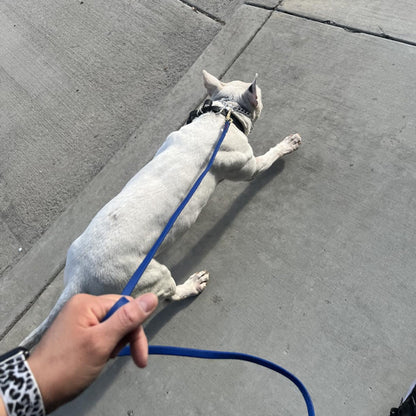 longe-pour-chien-bleu-longue