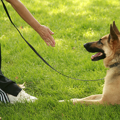 longe-pour-chien-noir-longue