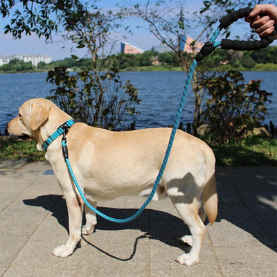 longe pour chien bleu avec rayures noires labrador beige