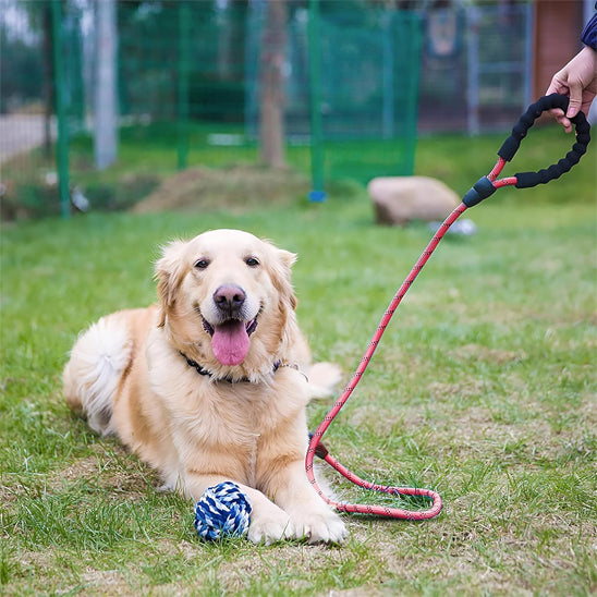 longe pour chien rouge avec rayures noires golden couché
