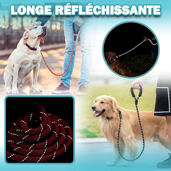 longe-pour-chien-rouge